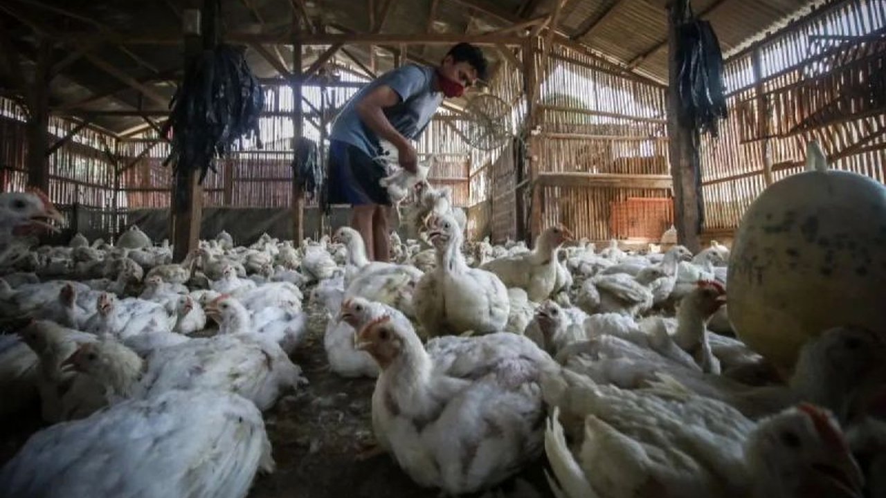Kementerian Pertanian (Kementan) terus memperketat pemantauan harian harga pakan dan jagung, berkoordinasi dengan industri, demi menjaga stabilitas harga pakan dan keberlanjutan usaha peternakan nasional.