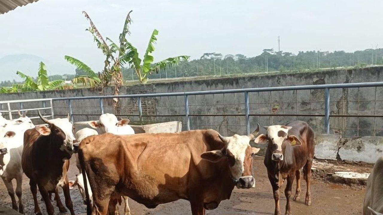 Ketersediaan Persediaan Daging Sapi Lebak dipastikan aman dan harga stabil menjelang perayaan Natal 2025 dan Tahun Baru 2026, memenuhi kebutuhan masyarakat.