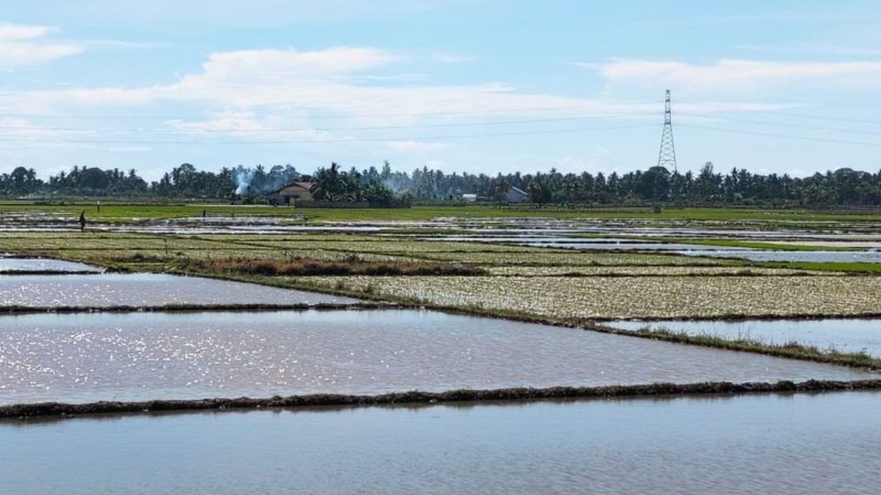 Petani di Aceh Barat Daya mempercepat tanam padi di 8.000 hektare lahan guna antisipasi krisis beras pascabencana banjir dan tanah longsor yang melanda Aceh, memastikan ketahanan pangan regional.