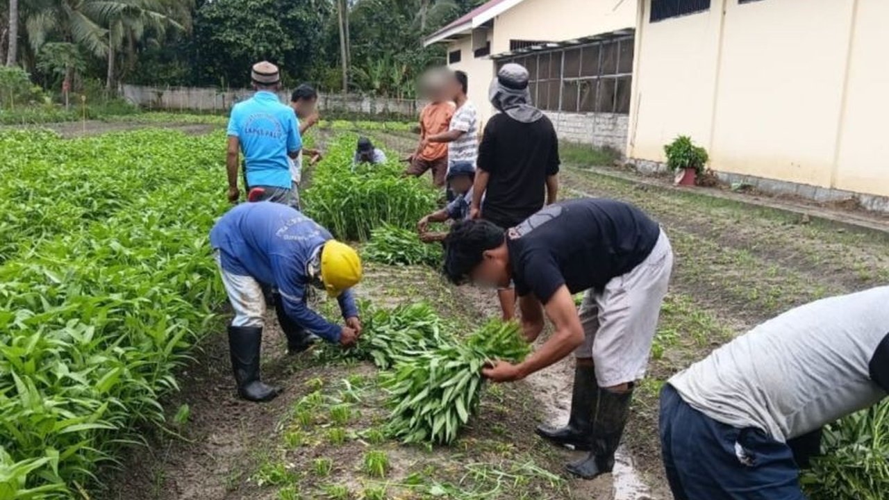 Lembaga Pemasyarakatan Kelas IIA Palu sukses memanfaatkan Sarana, Asimilasi, dan Edukasi (SAE) di bidang pertanian, membekali warga binaan dengan keterampilan aplikatif dan produktif, sekaligus mendukung ketahanan pangan.