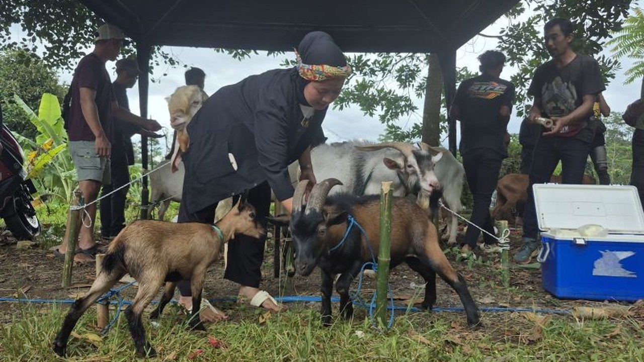 Ajang Ketangkasan Domba Sumedang bukan sekadar tradisi, melainkan pendorong utama ekonomi dan silaturahmi peternakan rakyat di Jawa Barat, menarik perhatian hingga puluhan ribu pengunjung.