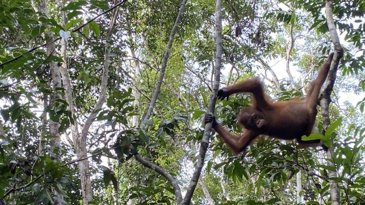 Selami petualangan tak terlupakan di jantung Kalimantan, mengungkap keunikan habitat dan upaya krusial dalam Konservasi Orang Utan Kalimantan yang terancam punah.