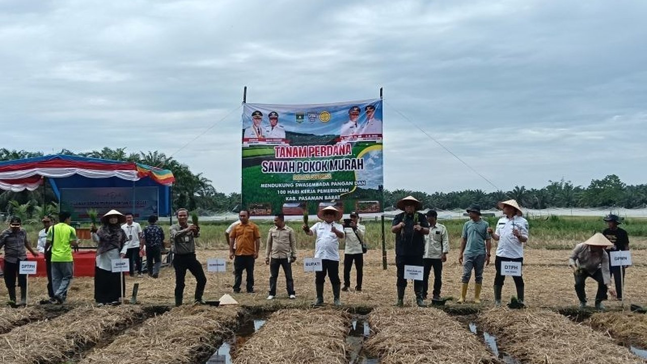 Pemerintah Kabupaten Pasaman Barat mencatat luas tanam padi Pasaman Barat mencapai 16.689 hektare per November 2025, menunjukkan komitmen kuat menjaga ketahanan pangan daerah.