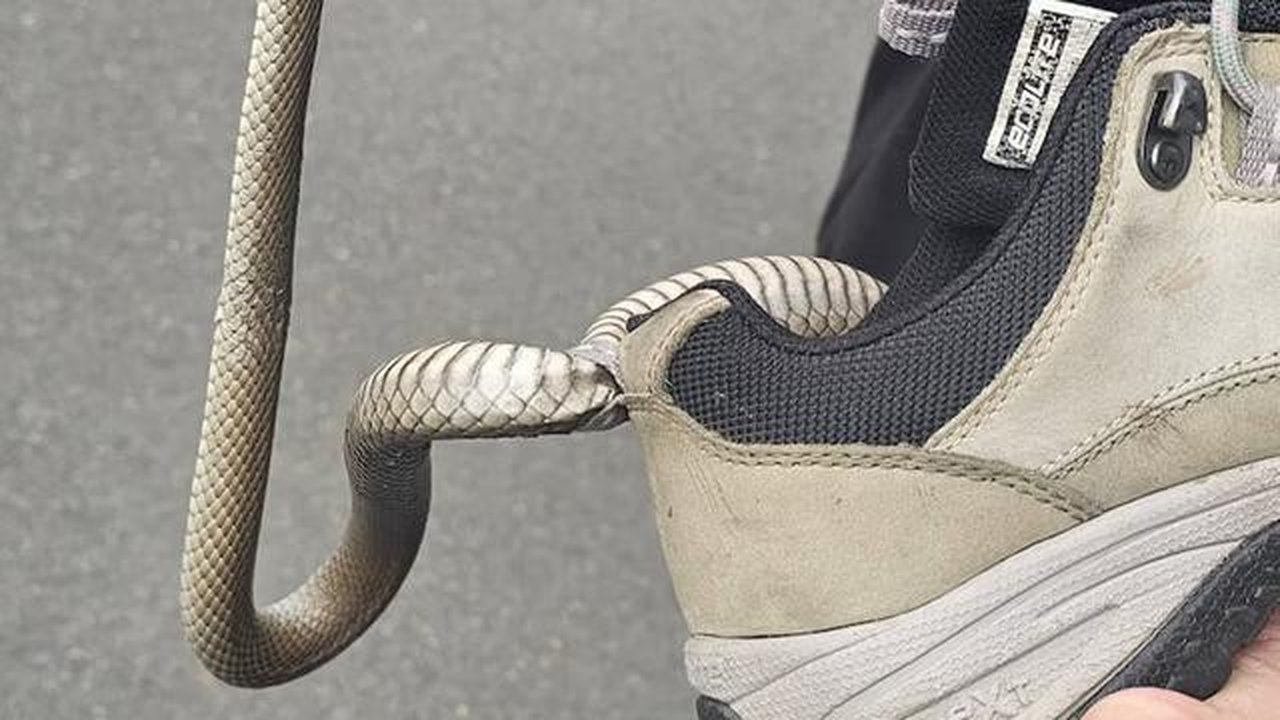 Seekor ular coklat timur tersangkut di sepatu seorang wanita di barat daya Sydney. [Sumber: Cory Kerewaro Reptile Relocation Sydney]
