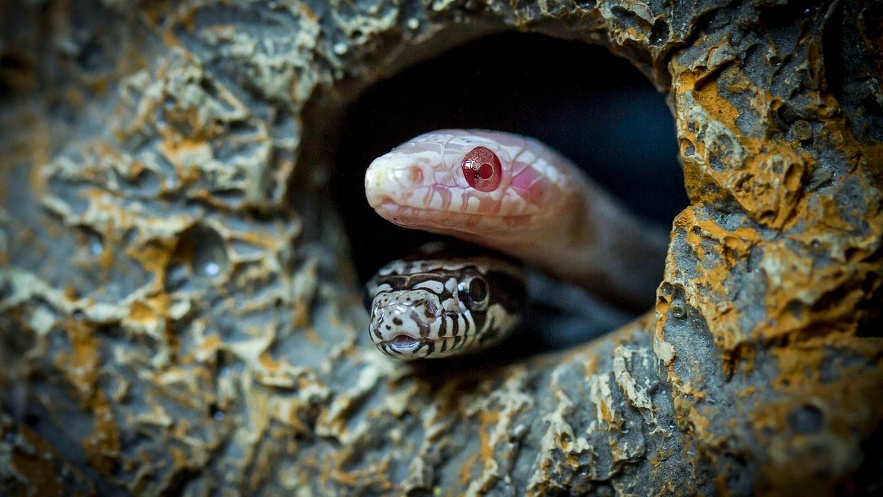 Ilustrasi Lubang Ular