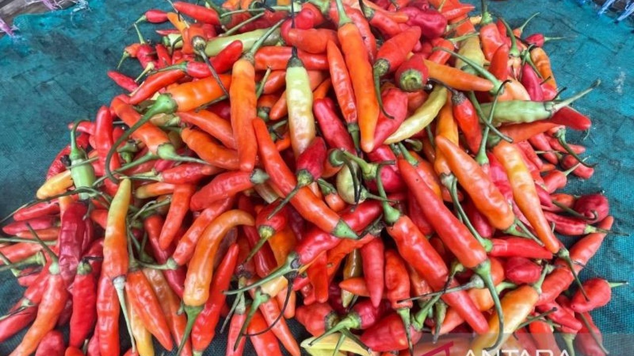 Diskatan Kuningan mencatat peningkatan signifikan pada produksi hortikultura di tahun 2025, didorong oleh perluasan lahan dan program ketahanan pangan daerah.