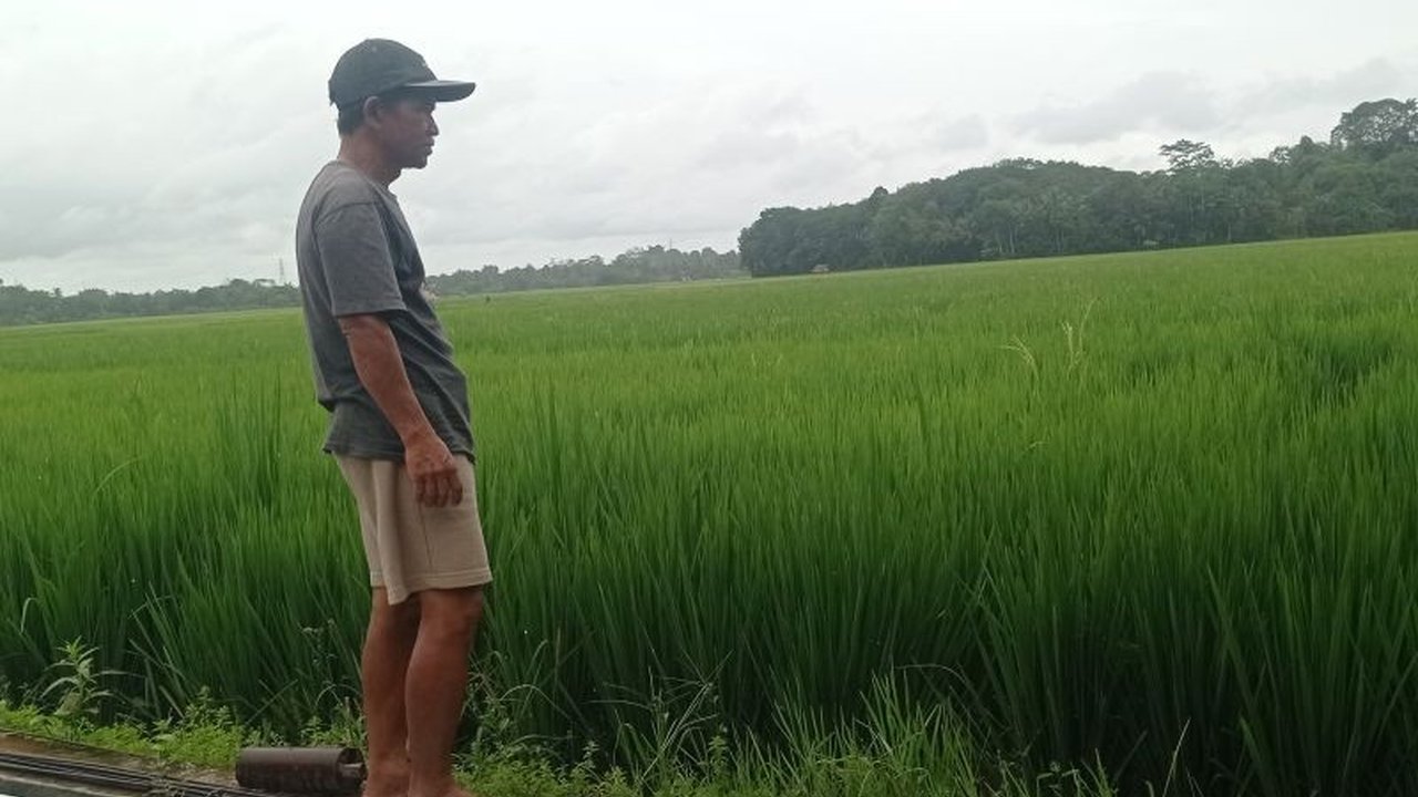 Petani di Kabupaten Lebak siaga menghadapi ancaman banjir dan hama tanaman seiring intensitas curah hujan tinggi, berupaya menyelamatkan hasil panen.