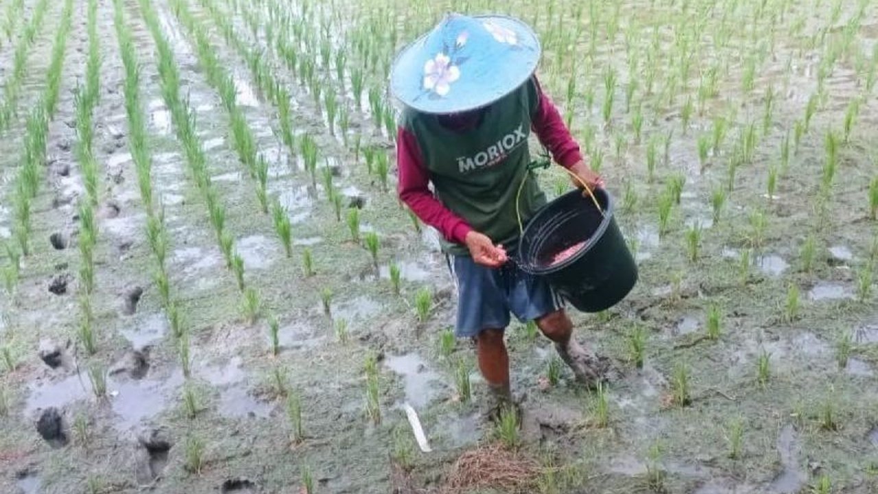 Ketersediaan Pupuk Subsidi Lebak 2026 dijamin melimpah, harga turun signifikan, dan petani dapat melakukan percepatan tanam padi guna mendukung swasembada pangan.