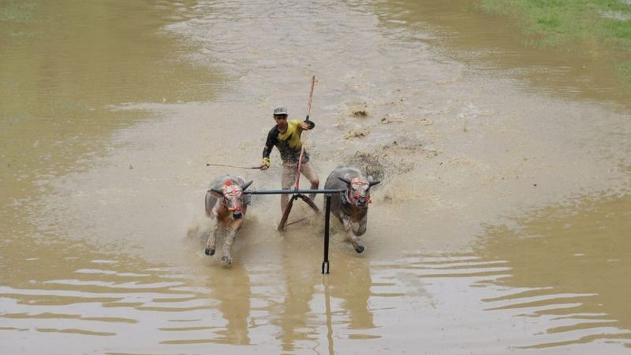 Bupati Sumbawa Barat menegaskan Karapan Kerbau Sumbawa Barat bukan hanya tradisi, tetapi juga motor penggerak ekonomi lokal dan UMKM yang berkelanjutan.