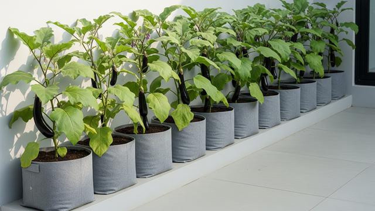 Kebun Terong dengan Grow Bags yang Fleksibel/Inspirasi Kebun Terong di Pot untuk Teras Rumah Minimalis (Sumber: gemini.com)