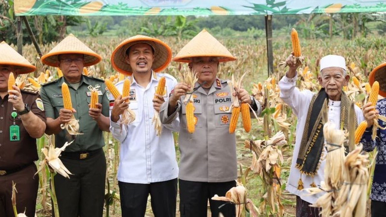Polda Banten gencar memperkuat program Swasembada Pangan Nasional melalui panen raya jagung serentak Kuartal IV 2025 di Walantaka, Kota Serang, wujudkan ketahanan pangan daerah.