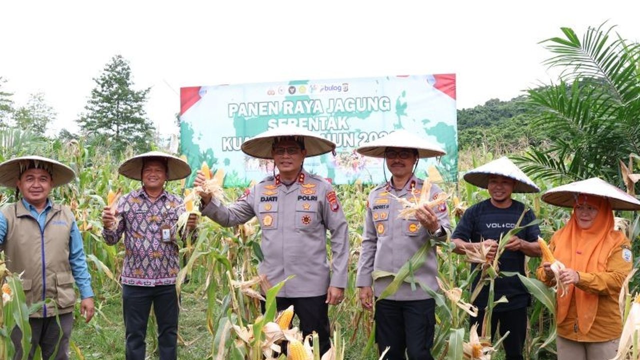 Polda Kaltara Panen Jagung seluas 5,3 hektare di Bulungan, wujud nyata dukungan terhadap ketahanan pangan nasional. Simak bagaimana langkah ini memperkuat ekonomi petani.