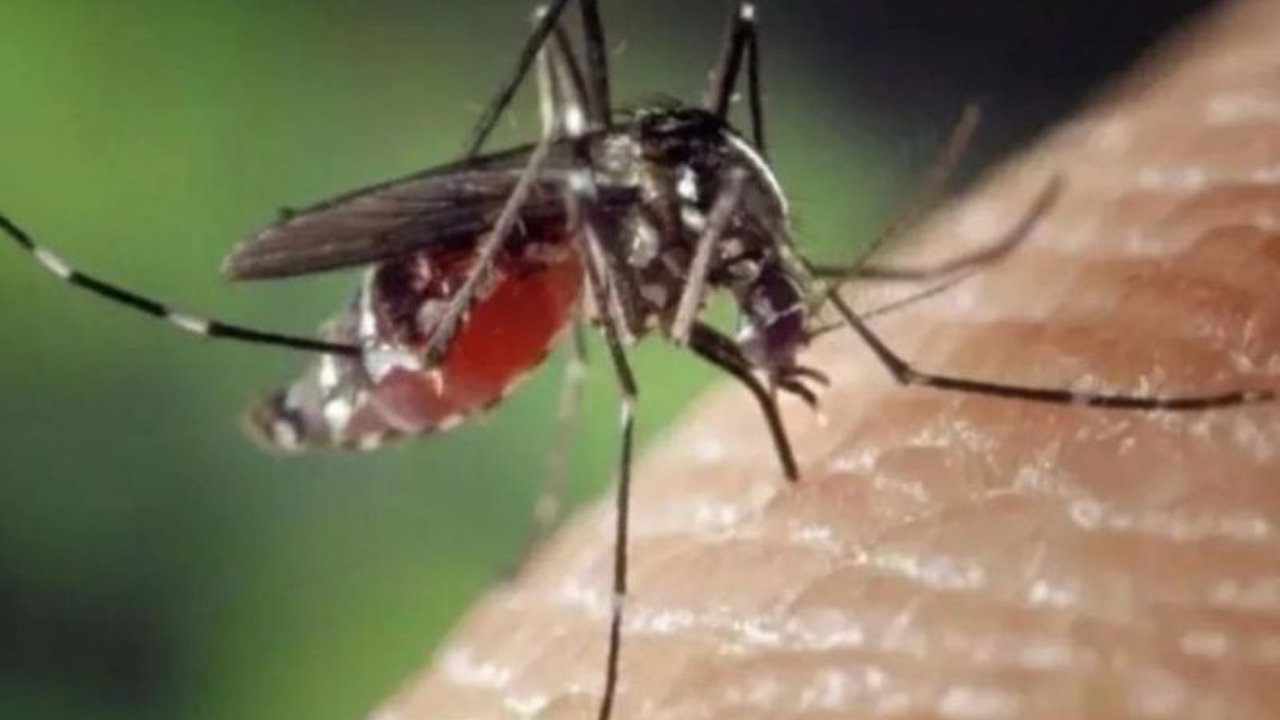 Dinas Kesehatan Kota Kendari meminta masyarakat meningkatkan kewaspadaan terhadap Demam Berdarah Dengue (DBD) di musim hujan. Genangan air menjadi sarang nyamuk, sehingga langkah 3M Plus sangat krusial untuk mencegah DBD.