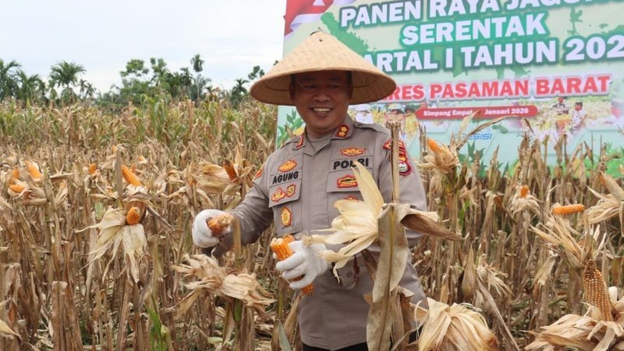 Polres Pasaman Barat mengambil langkah konkret menjaga ketahanan pangan dengan memfasilitasi penjualan jagung petani binaan ke Bulog, memastikan harga standar nasional. Upaya ini diharapkan dapat meningkatkan ekonomi lokal secara signifikan.