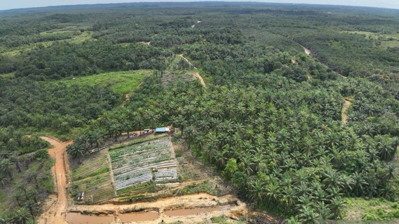Bank Tanah aktif mendampingi warga terdampak Proyek Strategis Nasional (PSN) di Penajam Paser Utara untuk mengelola lahan Reforma Agraria, memberikan bibit buah dan pendampingan demi peningkatan ekonomi.
