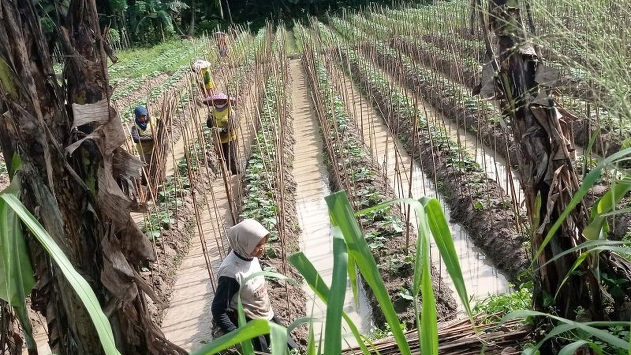 Petani sayuran dataran rendah di Lebak sukses memenuhi permintaan Satuan Pelayanan Pemenuhan Gizi (SPPG) untuk Program Makan Bergizi Gratis, mendorong pertumbuhan ekonomi lokal dan kesejahteraan masyarakat.