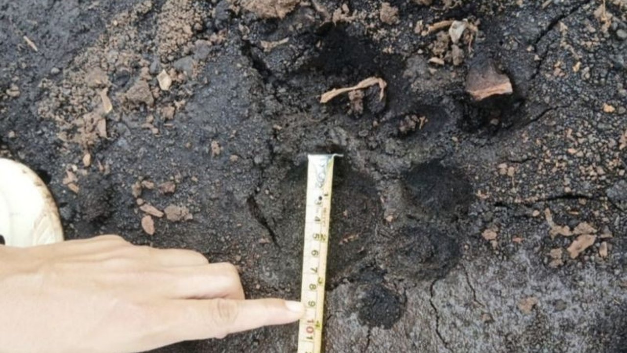 Balai Besar Konservasi Sumber Daya Alam (BBKSDA) Riau menemukan jejak Harimau Sumatra di Siak, menyusul laporan seorang warga yang mengaku berhadapan langsung dengan satwa dilindungi tersebut. Temuan ini memicu imbauan kewaspadaan bagi masyarakat setempat