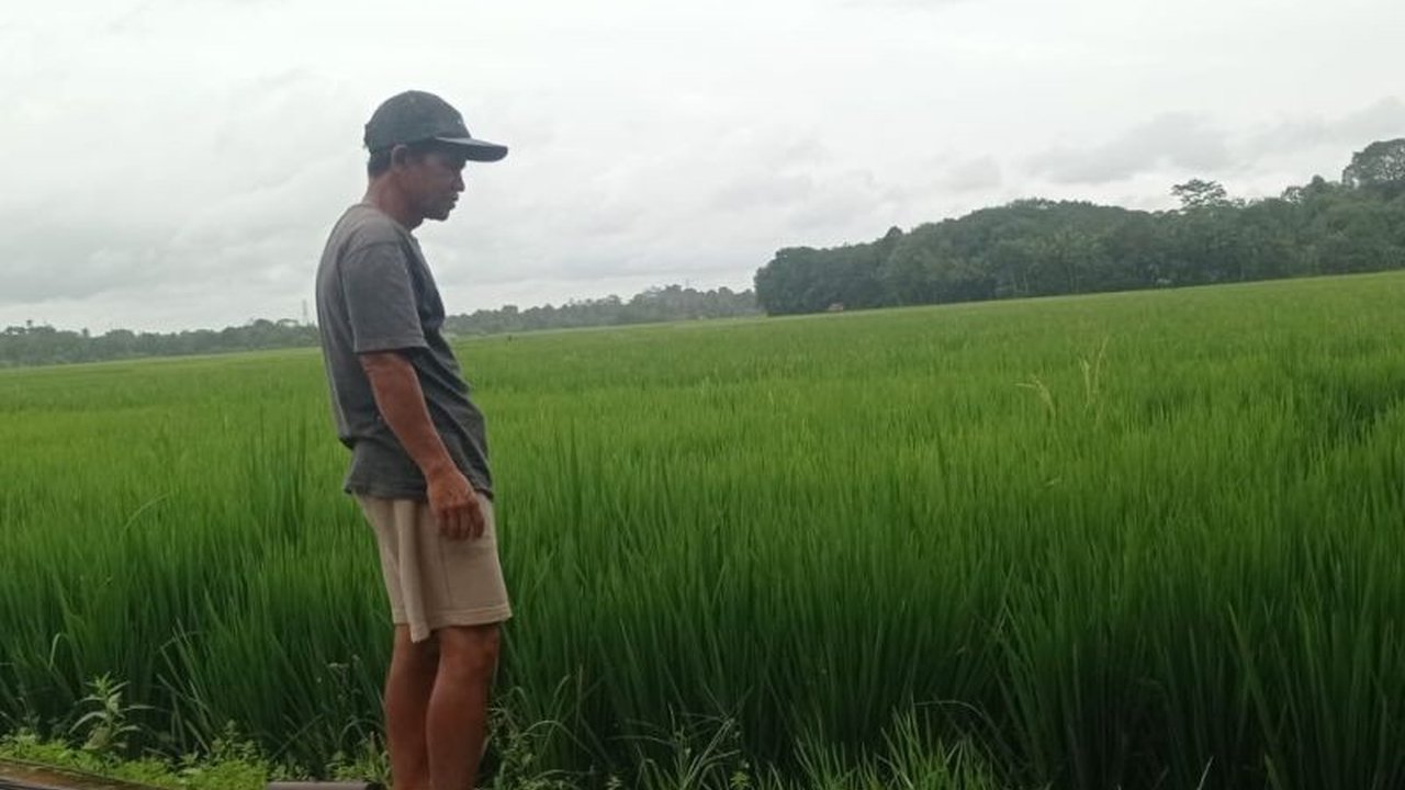 Pemerintah Kabupaten Lebak, Banten, menetapkan 28.100 hektare kawasan Lahan Pertanian Pangan Berkelanjutan (LP2B) untuk menjamin ketersediaan pangan dan mendukung swasembada nasional. Bagaimana strategi perlindungan kawasan LP2B ini dari alih fungsi lahan