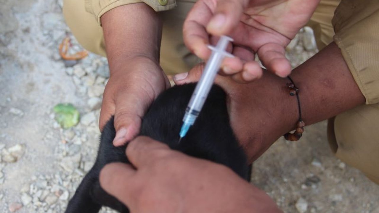 Provinsi Banten berhasil mempertahankan status nol kasus rabies selama 14 tahun berturut-turut. Konsistensi dalam surveilans dan vaksinasi menjadi kunci utama keberhasilan Banten Bebas Rabies, meskipun laporan gigitan hewan penular rabies (HPR) cukup ting