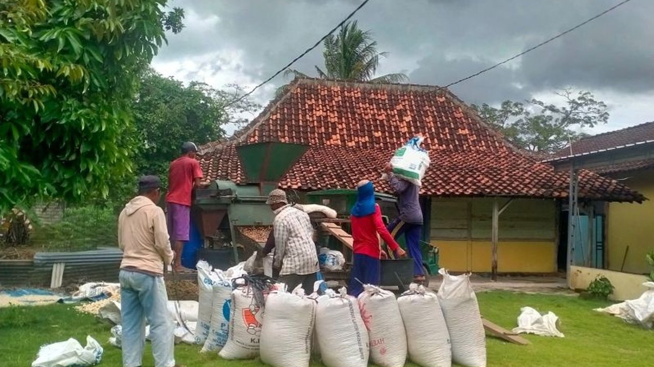 Produksi Jagung Lampung melonjak signifikan pada tahun 2025, mencapai peningkatan 272 ribu ton berkat berbagai kebijakan pemerintah daerah dan dukungan akses permodalan, mendorong kesejahteraan petani.