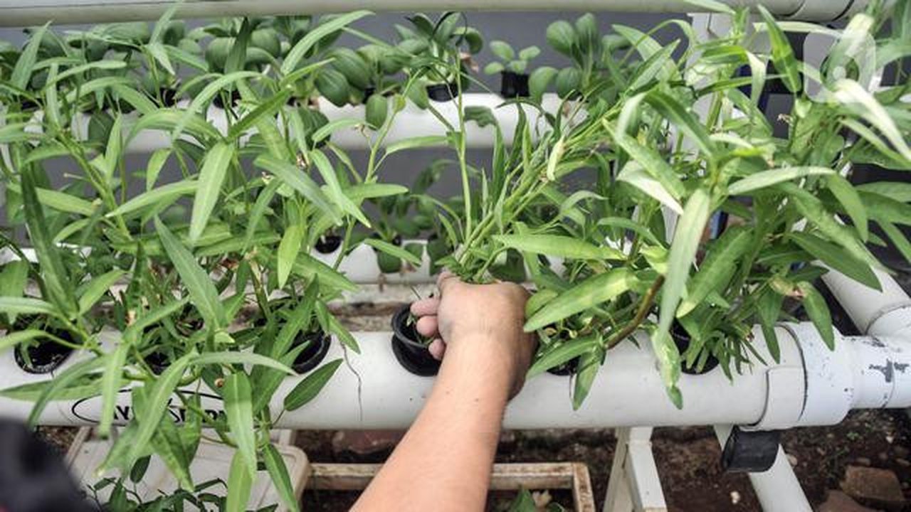 Anggota Karang Taruna RW 04 Kebon Baru saat melakukan perawatan sayuran yang ditanam dengan sistem hidroponik di Kebun Edukasi, Tebet, Jakarta Selatan, Selasa (19/7/2022). Untuk pakcoy, kangk