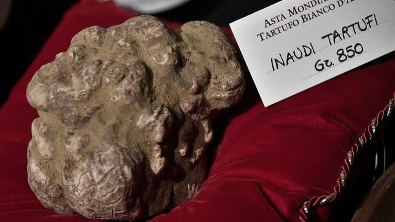 Jamur truffle putih langka seberat 850 gram ditampilkan sebelum lelang World White Truffle ke-19 di Alba, Italia, 11 November 2018. Kota Alba sudah menyelenggarakan lelang jamur truffle putih