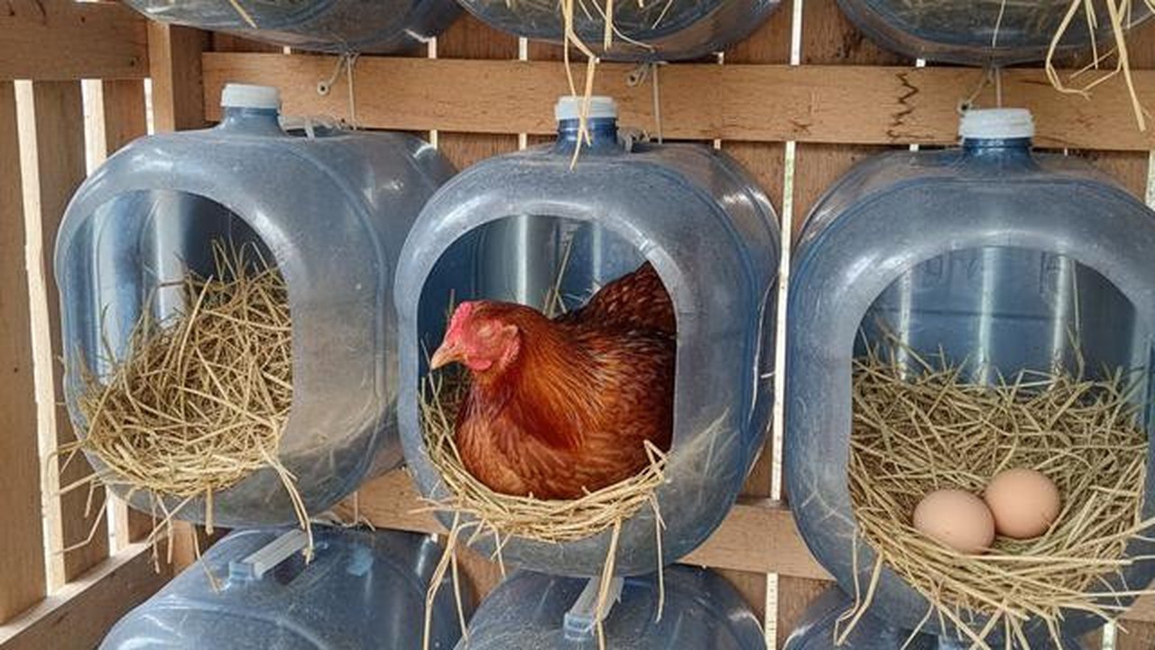 Galon untuk Sarang Bertelur (Nesting Box) merupakan salah satu desain kandang ayam dari galon bekas (Gemini AI)