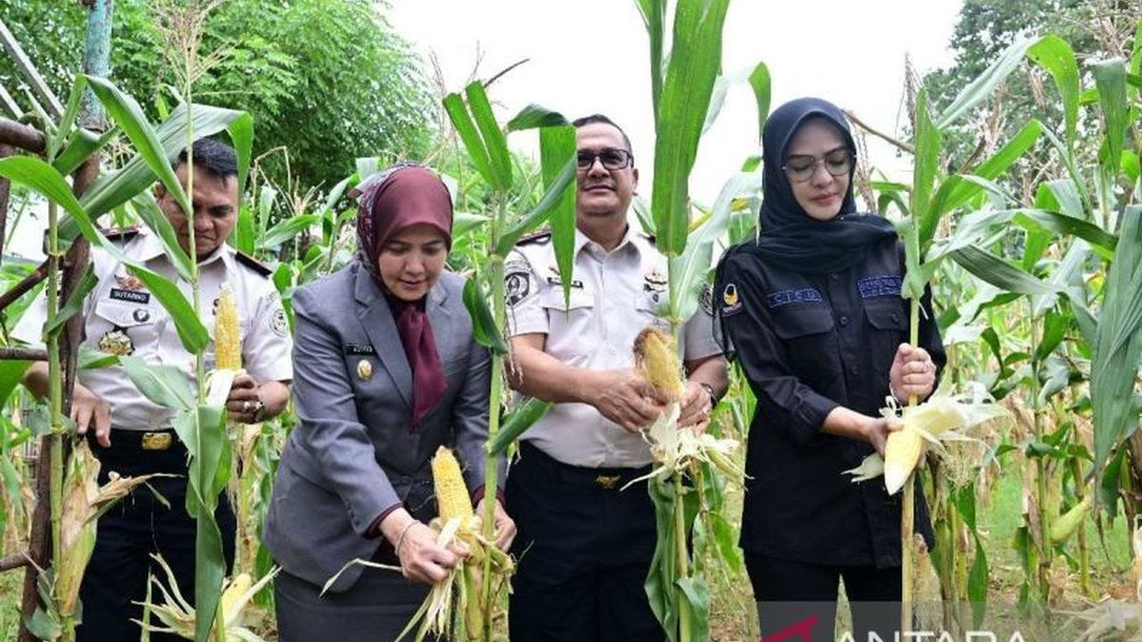 Program pembinaan di Sulawesi Selatan berhasil membuat warga binaan panen raya 2,6 ton bahan pangan. Hasil penjualan akan disumbangkan untuk korban bencana, wujudkan kemandirian dan ketahanan pangan nasional.