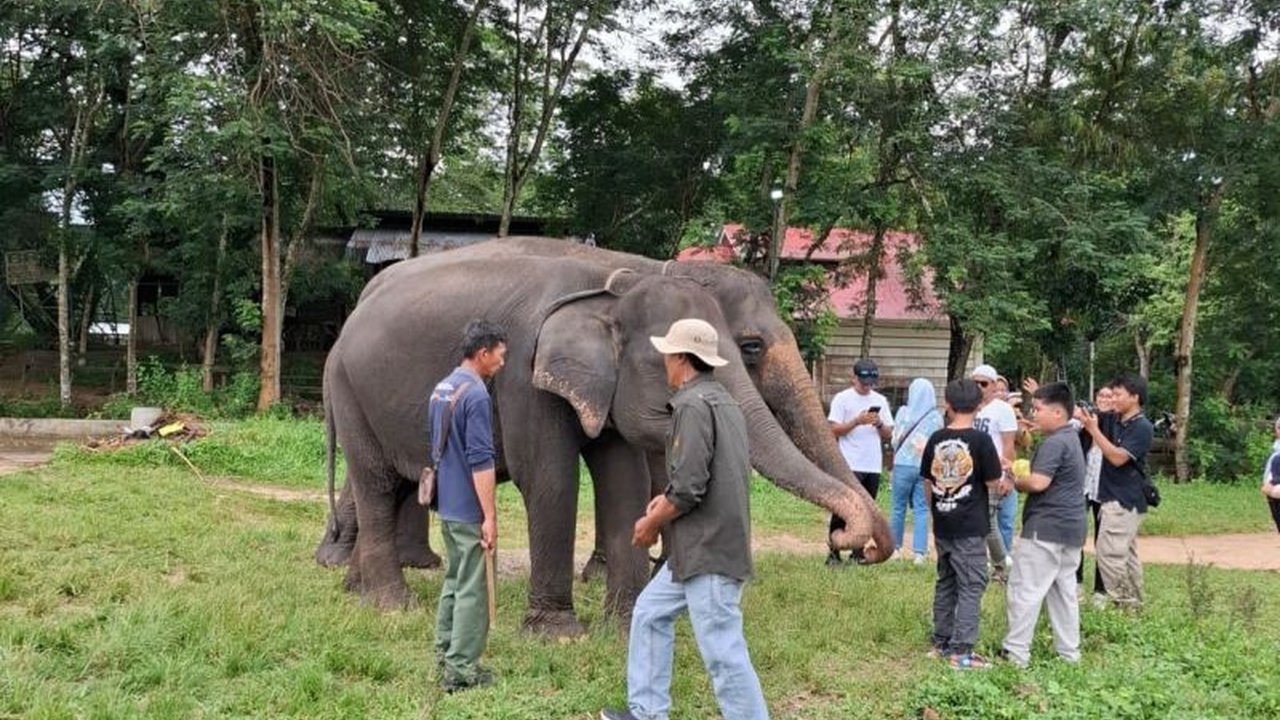 Balai Taman Nasional Way Kambas (TNWK) resmi memberlakukan penutupan sementara layanan wisata alam. Penutupan Taman Nasional Way Kambas ini dilakukan akibat keterbatasan sumber daya manusia dalam penanganan konflik gajah liar.