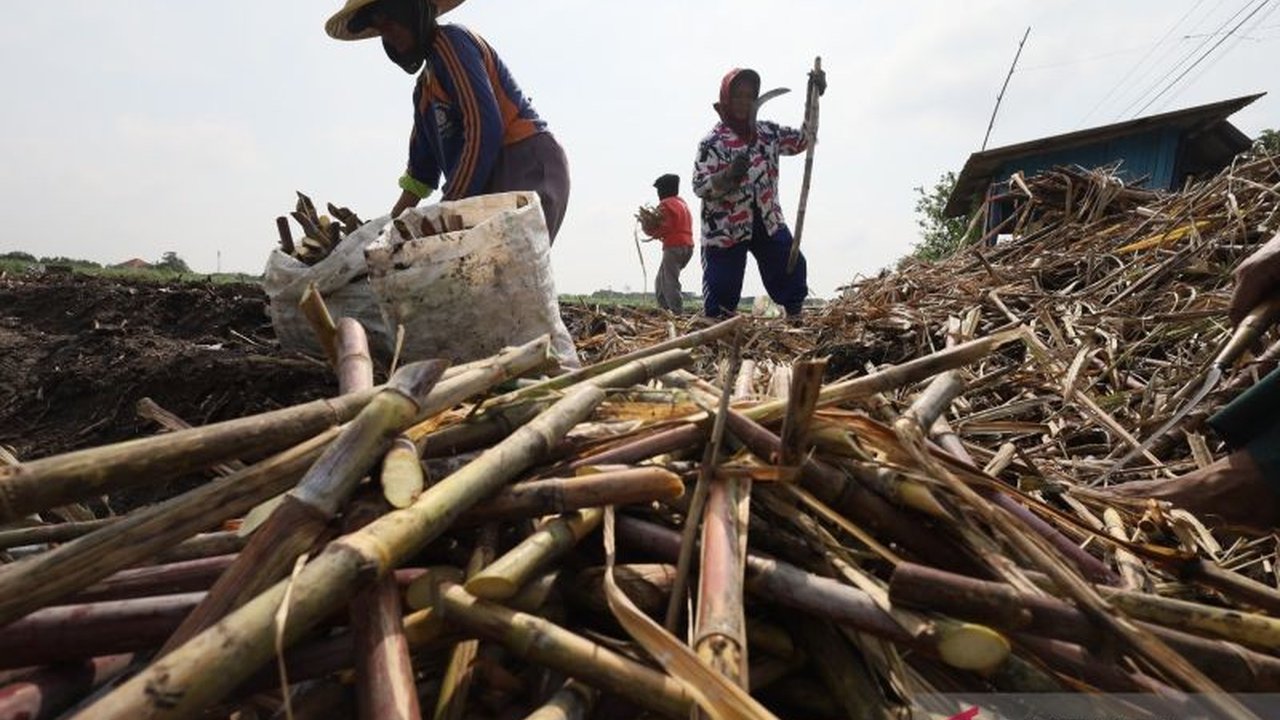 Pemerintah Indonesia mempercepat agenda swasembada gula tebu 2026 untuk memenuhi kebutuhan domestik dan mengurangi ketergantungan impor yang masih tinggi, dengan target produksi 3 juta ton gula konsumsi. Upaya ini diharapkan mampu memperkuat ketahanan pan