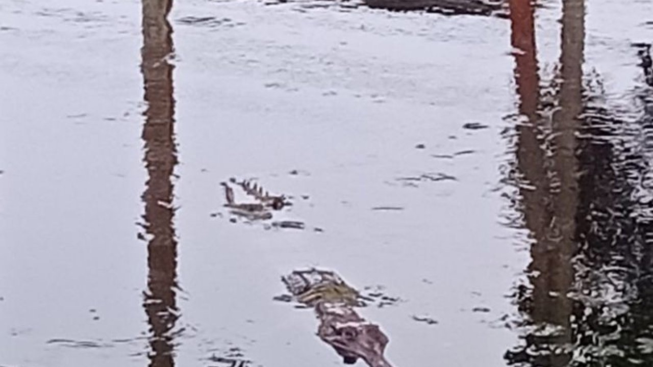 Kemunculan buaya di dekat pemukiman warga Tanjung Jabung Timur pasca-banjir Sungai Batanghari menimbulkan keresahan, memicu imbauan pemerintah dan upaya penanganan terbatas terhadap Buaya Tanjabtim.