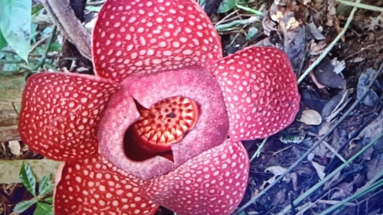 Fenomena alam langka terjadi di Agam, Sumatera Barat, saat dua individu bunga Rafflesia arnoldi mekar serentak di Cagar Alam Batang Palupuh, menarik perhatian pecinta flora.