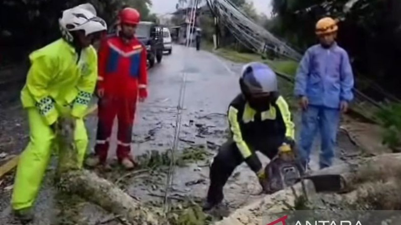 Petugas gabungan sigap mengevakuasi pohon tumbang di Jalan Raya Puncak-Cipanas, Cianjur, Minggu, yang sempat memutus akses. Simak detail penanganan cepat pohon tumbang Puncak yang mengurai kemacetan.
