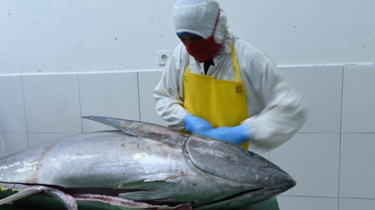 Kementerian Kelautan dan Perikanan (KKP) membuka jalan bagi Unit Pengolahan Ikan (UPI) untuk menikmati tarif nol persen ekspor tuna ke Jepang, sebuah langkah strategis yang berpotensi meningkatkan daya saing Indonesia di pasar global.
