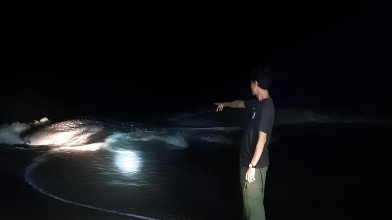 BKSDA NTB mengklarifikasi kabar hiu paus terdampar di Bima, memastikan hewan dilindungi tersebut berhasil kembali ke laut berkat bantuan warga. Simak detail penyelamatan hiu paus terdampar Bima ini.