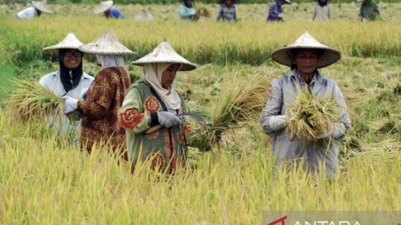 Nilai Tukar Petani (NTP) Kalimantan Timur pada Desember 2025 tercatat mengalami penurunan sebesar 0,30 persen, sebuah kondisi yang diungkapkan oleh BPS Kaltim dan patut menjadi perhatian.