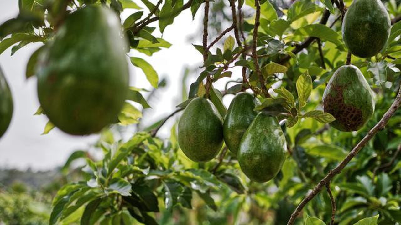 Pohon Alpukat (Photo by Matthias Oben: https://www.pexels.com/photo/avocado-fruits-hanging-on-tree-3687927/)
