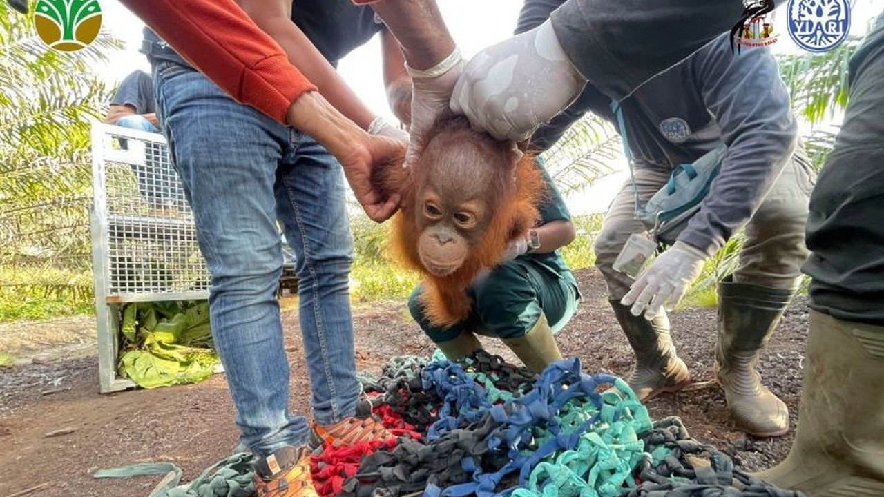 Tim gabungan BKSDA Kalimantan Barat dan YIARI sukses dalam operasi penyelamatan bayi orangutan betina di Ketapang. Kisah penyelamatan bayi orangutan bernama Jani ini mengungkap tantangan konservasi satwa liar dan pentingnya menjaga habitat.