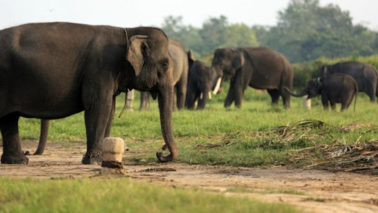 Bupati Lampung Timur Ela Siti Nuryamah menyambut baik dan mengapresiasi komitmen pemerintah pusat dalam memperkuat kerja sama internasional untuk Konservasi TNWK, menekankan peran strategis kawasan tersebut bagi ekosistem dan masyarakat sekitar.