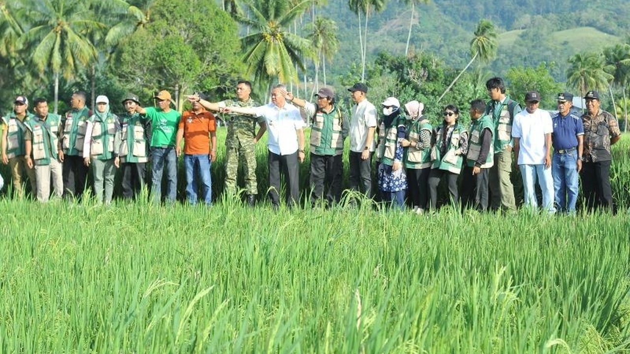 Kodam XXIII/Palaka Wira bersama Pemerintah Kabupaten Sigi memperkuat sinergi untuk program Ketahanan Pangan Sigi. Keduanya meninjau lahan siap panen raya demi swasembada nasional dan mendukung kebijakan pemerintah.