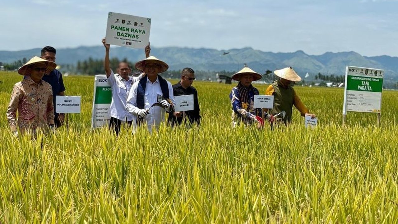 Baznas RI sukses menggelar panen raya Program Lumbung Pangan di Polewali Mandar, Sulawesi Barat, yang secara signifikan meningkatkan kesejahteraan petani mustahik dan potensi hasil panen.