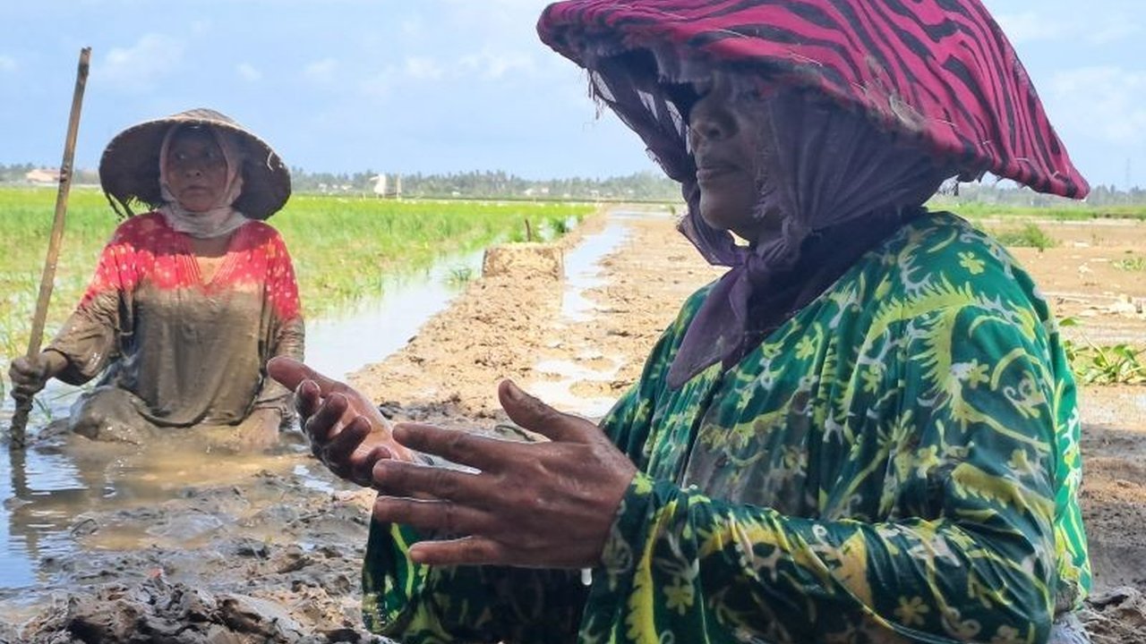 Program Rehabilitasi Sawah Pascabencana Hidrometeorologi di Sumatera membawa harapan baru bagi ribuan petani. Simak bagaimana upaya pemerintah dan semangat petani mengembalikan lahan hijau mereka.