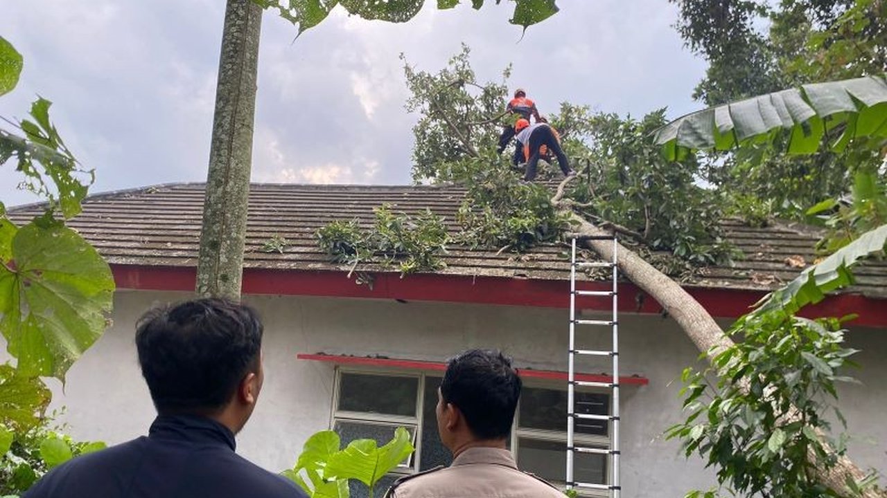 Satu warga Jember meninggal dunia tertimpa pohon tumbang akibat angin kencang yang melanda wilayah tersebut pada Sabtu (24/1/2026). BPBD Jember mengimbau masyarakat untuk selalu waspada terhadap cuaca ekstrem.