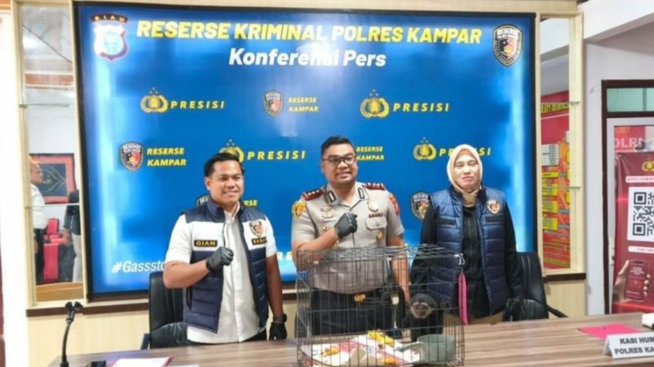 Kepolisian Resor Kampar berhasil menggagalkan upaya perdagangan ilegal Owa Ungko, satwa primata langka yang dilindungi, dengan menangkap seorang pelaku yang berniat menjualnya seharga Rp8 juta.