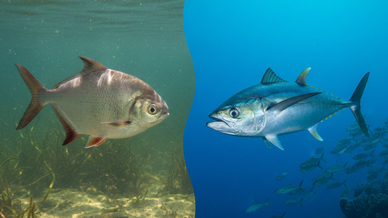 Ikan Laut vs Ikan Air Tawar (created by AI)