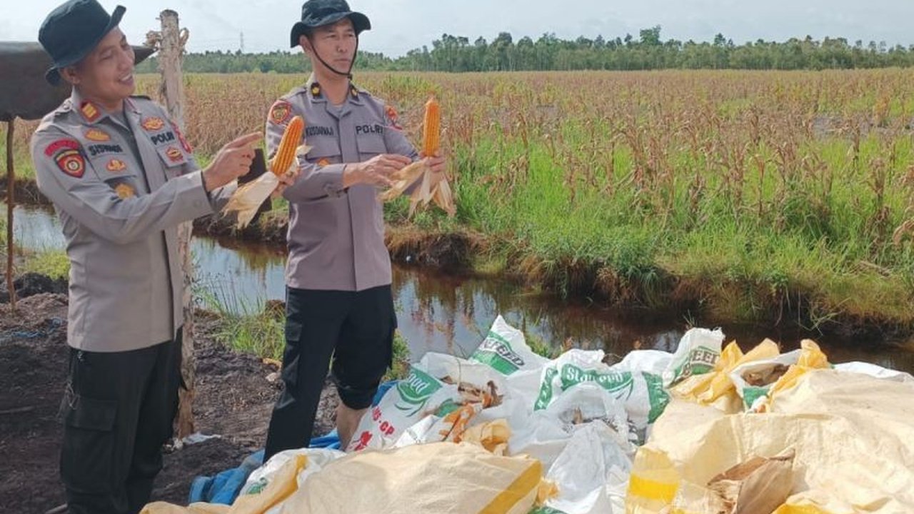 Polresta Banjarmasin berhasil melaksanakan panen jagung kuartal IV pascabanjir di Kabupaten Banjar, menegaskan komitmen kuat dalam mendukung program ketahanan pangan nasional.