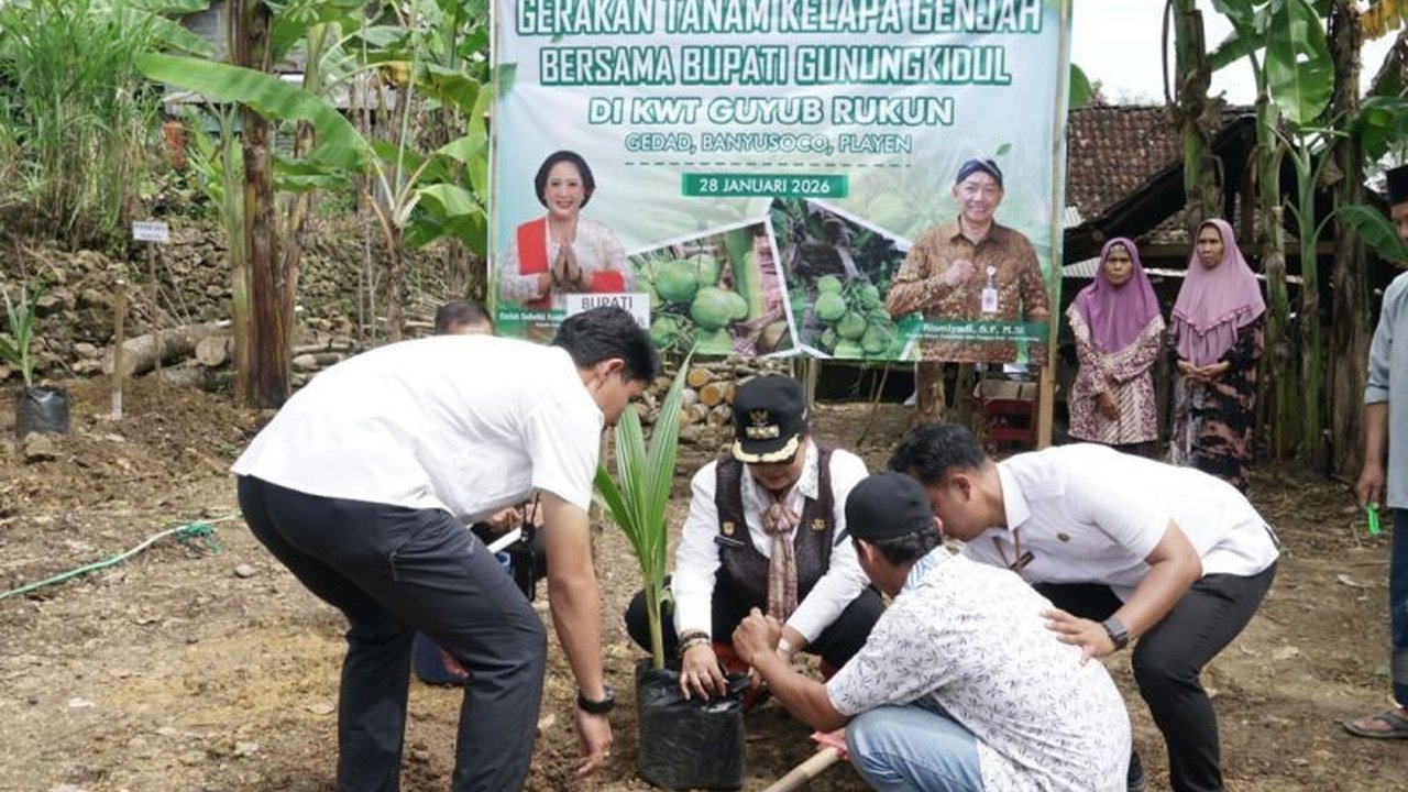 Pemerintah Kabupaten Gunungkidul menyalurkan 1.320 bibit kelapa genjah kepada kelompok tani di Kelurahan Banyusoco, sebagai langkah nyata memperkuat ekonomi kerakyatan dan mengoptimalkan lahan pekarangan.