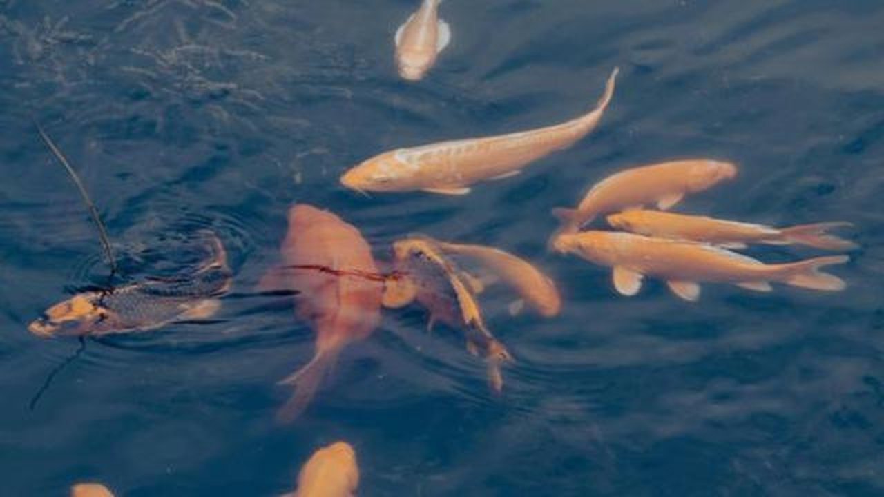 Ilustrasi Ikan Mas/Gambar oleh Zhu Bing dari Pixabay