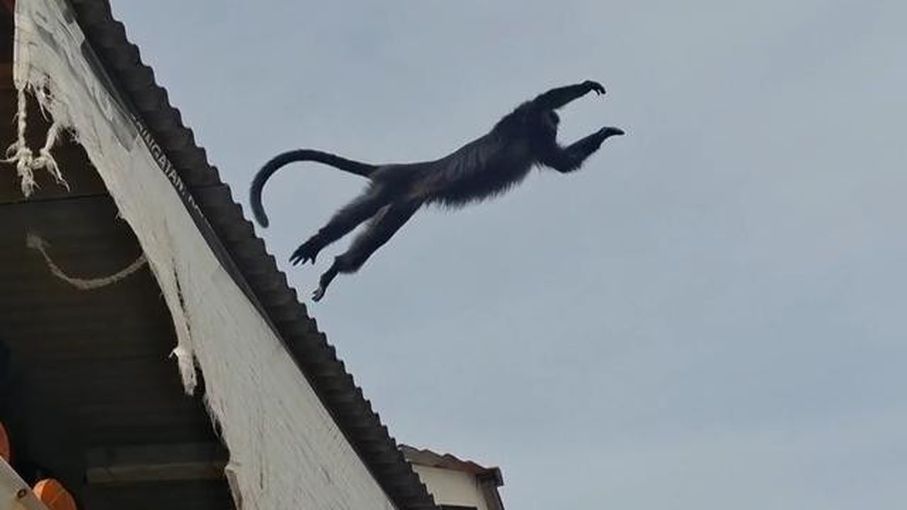 Seekor lutung liar membuat heboh emak-emak yang sedang mencuci di kolam umum. Peristiwa ini terjadi di Sukabumi, Jawa Barat pada Kamis siang (29/1/2026) siang.