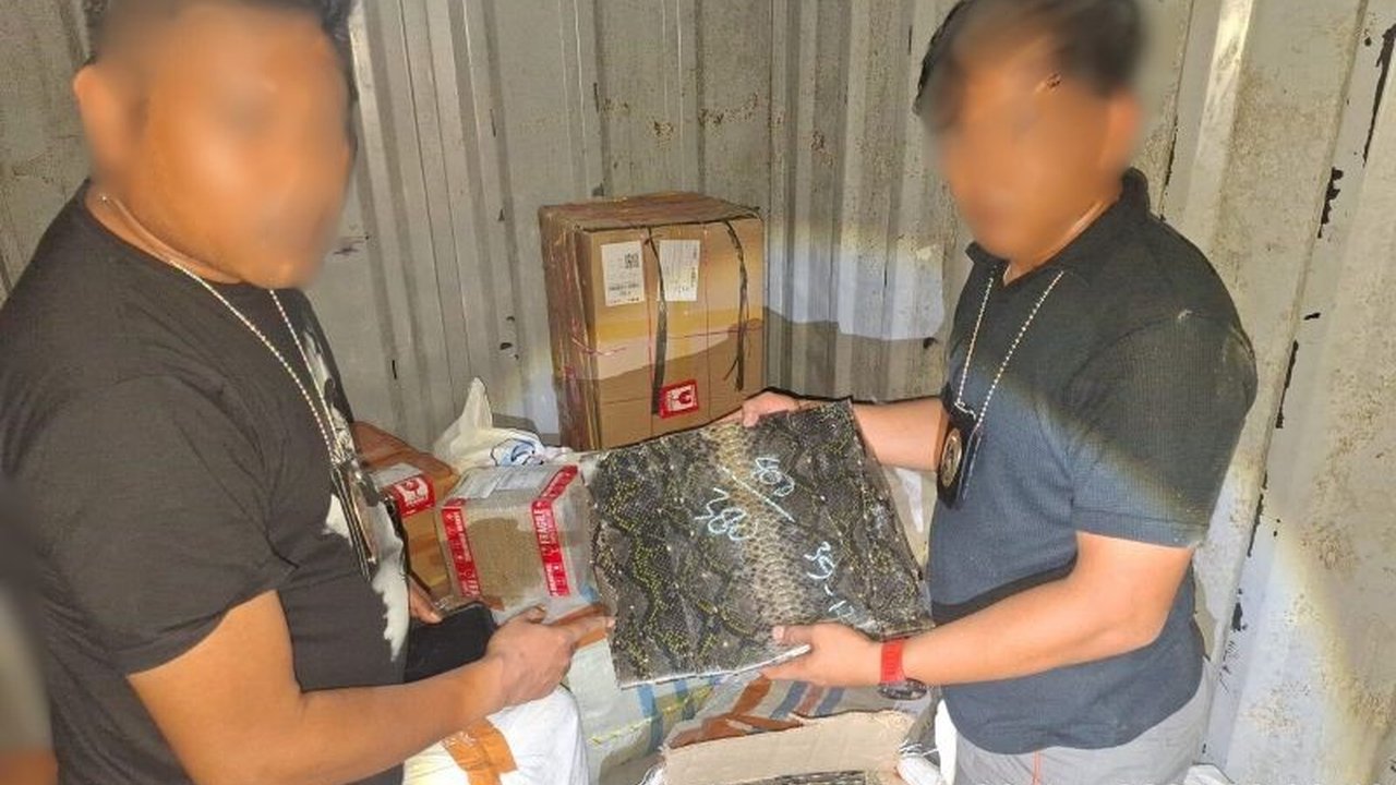 TNI AL melalui Lanal Lampung berhasil menggagalkan upaya penyelundupan satwa ilegal berupa ratusan lembar kulit ular piton dan puluhan kura-kura tanpa dokumen resmi di Pelabuhan ASDP Bakauheni, Lampung Selatan, mengungkap jaringan perdagangan satwa liar y